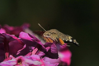 52225-Kolibrievlinder-Macroglossum-stellatarum