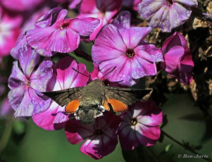 52226-Kolibrievlinder-Macroglossum-stellatarum