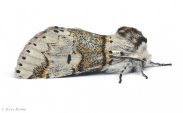 53732-Kleine hermelijnvlinder - Furcula furcula