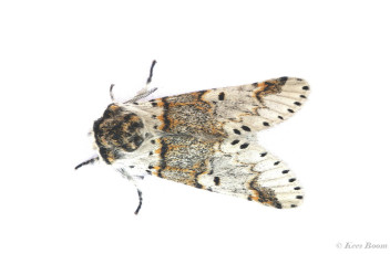 53733-Kleine hermelijnvlinder - Furcula furcula