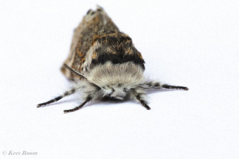 53734-Kleine hermelijnvlinder - Furcula furcula