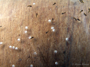 53855-Dromedaris - Notodonta dromedarius