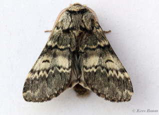 54923-Maantandvlinder - Drymonia ruficornis