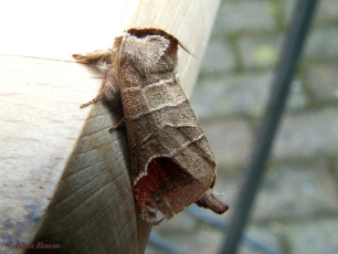 55275-Bruine wapendrager - Clostera curtula