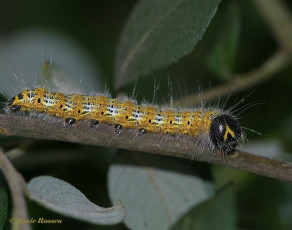 55335-Wapendrager-Phalera-bucephala