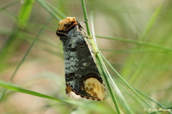 55342- Wapendrager - Phalera bucephala