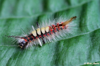 56650- Witvlakvlinder - Orgyia antiqua