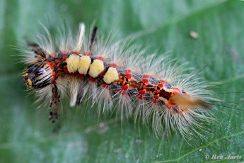 56651- Witvlakvlinder - Orgyia antiqua