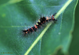 56652B-Witvlakvlinder-Orgyia-antiqua