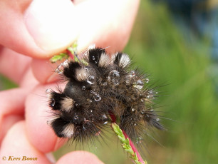 56790-Grauwe borstel - Dicallomera fascelina