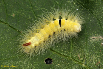 56859-Meriansborstel-Calliteara-pudibunda