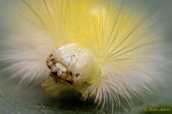 56860-Meriansborstel-Calliteara-pudibunda