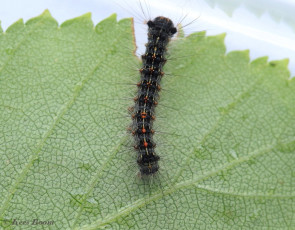 57275-Plakker - Lymantria dispar