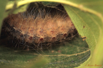 57284-Plakker - Lymantria dispar