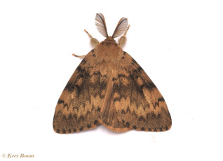 57295-Plakker - Lymantria dispar