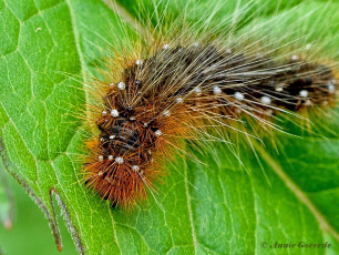 58764F-Grote-beer-Arctia-caja