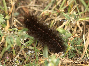 59100-Witte tijger - Spilosoma lubricipeda