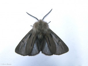59391-Mendicabeer - Diaphora mendica. f.radiata Cock