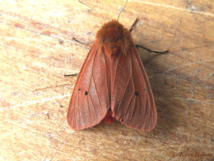 59463-Kleine beer - Phragmatobia fuliginosa