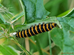 59738C-Sint-jacobsvlinder - Tyria jacobaeae