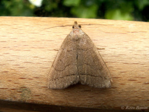 62403-Lijnsnuituil - Herminia tarsipennalis