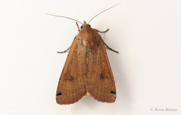 67345B-Huismoeder-Noctua-pronuba