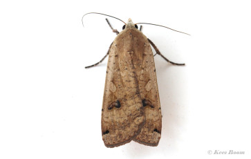 67345D-Huismoeder-Noctua-pronuba