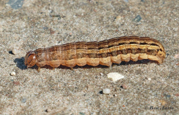 69570B-Vierkantvlekuil-Xestia-xanthographa