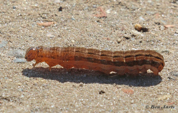 69570C-Vierkantvlekuil-Xestia-xanthographa