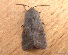 73015-Populierenvoorjaarsuil - Orthosia populeti