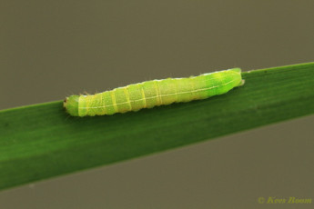 73487-Nunvlinder - Orthosia gothica