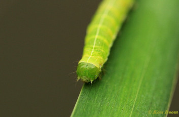 73489-Nunvlinder - Orthosia gothica