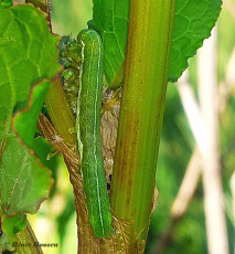 73490-Nunvlinder-Orthosia-gothica