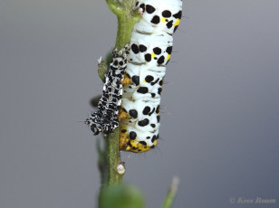 76574-Helmkruidvlinder - Cucullia lychnitis