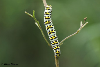 76575-Helmkruidvlinder - Cucullia lychnitis