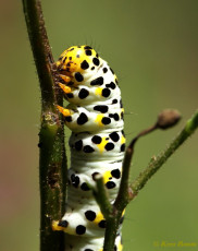 76578-Helmkruidvlinder - Cucullia lychnitis