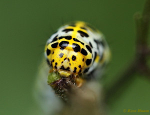 76579-Helmkruidvlinder - Cucullia lychnitis