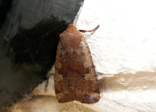 80873-Roodkopwinteruil - Conistra erythrocephala