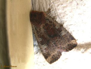 80874-Roodkopwinteruil - Conistra erythrocephala