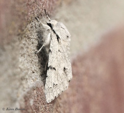 82785-Schaapje-Acronicta-leporina