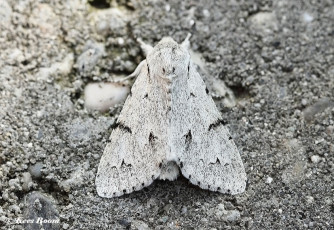 82786-Schaapje-Acronicta-leporina