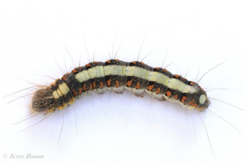 83577-Psi-uil - Acronicta psi