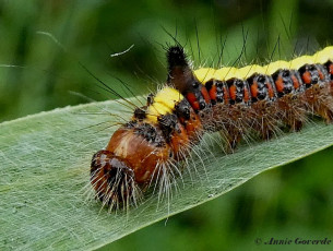 83583-Psi-uil-Acronicta-psi