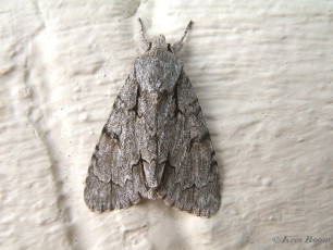 83592-Psi-uil - Acronicta psi