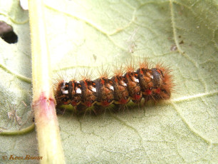 83933-Zuringuil - Acronicta rumicis