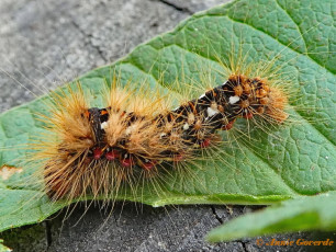 83936-Zuringuil - Acronicta rumicis