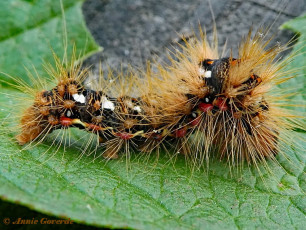 83937-Zuringuil - Acronicta rumicis