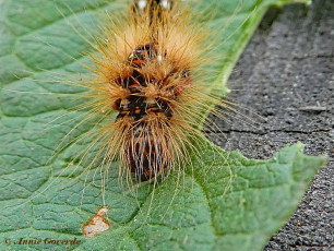 83938-Zuringuil - Acronicta rumicis