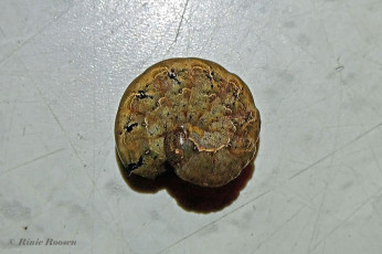 85287B-Zwart-weeskind-Mormo-maura