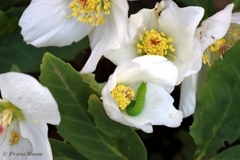 85775A-Agaatvlinder-Phlogophora-meticulosa